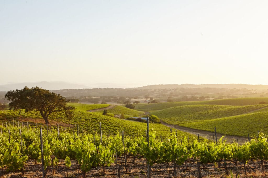 vino-piacentino