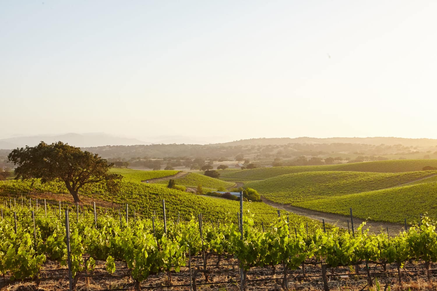 vino-piacentino