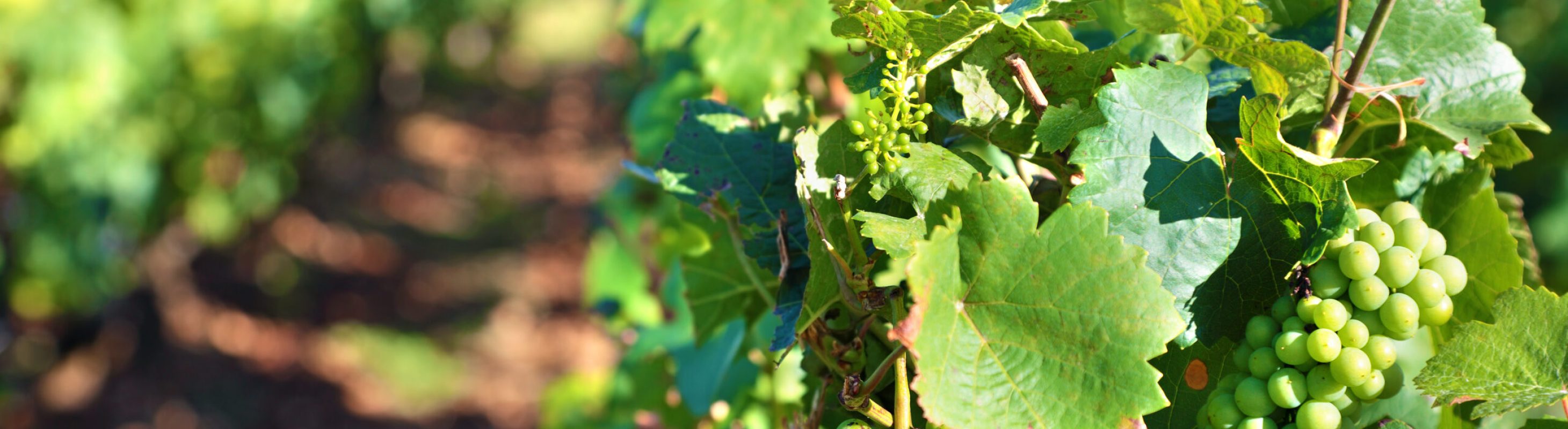 vino artigianale Monteverdi