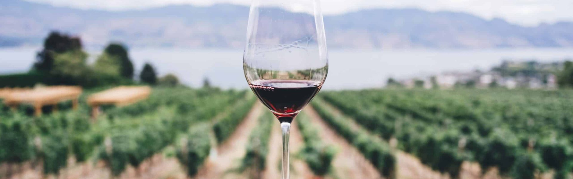 vino rosso